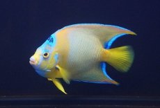 画像3: 【ウィンターセール 10％OFF対象商品】 【海水魚・ヤッコ】【通販】人工飼料OK♪カリブクイーンエンゼル（Lサイズ）(個体販売）（±14-15cm） No.2（生体）(海水魚) (3)