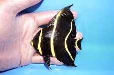 画像1: 【ウィンターセール 10％OFF対象商品】 【海水魚・ヤッコ】【通販】人工飼料OK♪フレンチエンゼル（Mサイズ）(個体販売）（±9cm） （生体）(海水魚) (1)