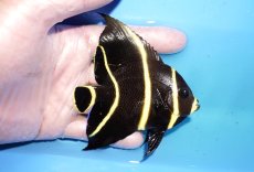 画像2: 【ウィンターセール 10％OFF対象商品】 【海水魚・ヤッコ】【通販】人工飼料OK♪フレンチエンゼル（Mサイズ）(個体販売）（±9cm） （生体）(海水魚) (2)