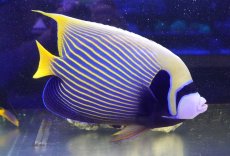 画像1: 【ウィンターセール 10％OFF対象商品】 【海水魚・ヤッコ】【通販】人工飼料OK♪極美ロングスレッド！タテジマキンチャクダイ（XXLサイズ）(個体販売）（±29-30cm） No.1（生体）(海水魚) (1)