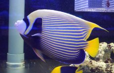 画像2: 【ウィンターセール 10％OFF対象商品】 【海水魚・ヤッコ】【通販】人工飼料OK♪極美ロングスレッド！タテジマキンチャクダイ（XXLサイズ）(個体販売）（±29-30cm） No.1（生体）(海水魚) (2)