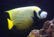 画像1: 【ウィンターセール 10％OFF対象商品】 【海水魚・ヤッコ】【通販】人工飼料OK♪極美ロングスレッド！タテジマキンチャクダイ（XXLサイズ）(個体販売）（±29-30cm） No.2（生体）(海水魚) (1)