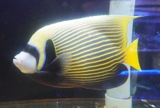 画像2: 【ウィンターセール 10％OFF対象商品】 【海水魚・ヤッコ】【通販】人工飼料OK♪極美ロングスレッド！タテジマキンチャクダイ（XXLサイズ）(個体販売）（±29-30cm） No.2（生体）(海水魚) (2)