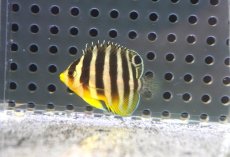 画像1: 【ウィンターセール 10％OFF対象商品】 【海水魚・ヤッコ】【通販】人工飼料OK♪【国産ブリード】シマヤッコ（Sサイズ/太バンド）(個体販売）（±3-3.5cm） No.1（生体）(海水魚) (1)