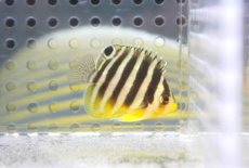 画像2: 【ウィンターセール 10％OFF対象商品】 【海水魚・ヤッコ】【通販】人工飼料OK♪【国産ブリード】シマヤッコ（Sサイズ/太バンド）(個体販売）（±3-3.5cm） No.1（生体）(海水魚) (2)