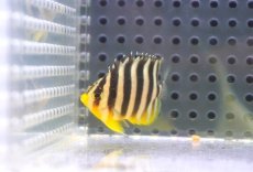 画像2: 【ウィンターセール 10％OFF対象商品】 【海水魚・ヤッコ】【通販】人工飼料OK♪【国産ブリード】シマヤッコ（Sサイズ/太バンド）(個体販売）（±4-4.5cm） No.2（生体）(海水魚) (2)