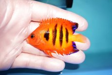 画像1: 【ウィンターセール 10％OFF対象商品】 【海水魚・ヤッコ】【通販】人工飼料OK♪フレームエンゼル（MLサイズ）(個体販売）（±6.5cm） No.1（生体）(海水魚) (1)