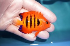 画像2: 【ウィンターセール 10％OFF対象商品】 【海水魚・ヤッコ】【通販】人工飼料OK♪フレームエンゼル（MLサイズ）(個体販売）（±6.5cm） No.1（生体）(海水魚) (2)