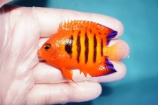 画像1: 【ウィンターセール 10％OFF対象商品】 【海水魚・ヤッコ】【通販】人工飼料OK♪フレームエンゼル（MLサイズ）(個体販売）（±7cm） No.2（生体）(海水魚) (1)