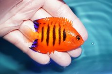 画像2: 【ウィンターセール 10％OFF対象商品】 【海水魚・ヤッコ】【通販】人工飼料OK♪フレームエンゼル（MLサイズ）(個体販売）（±7cm） No.2（生体）(海水魚) (2)