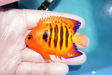 画像1: 【ウィンターセール 10％OFF対象商品】 【海水魚・ヤッコ】【通販】人工飼料OK♪フレームエンゼル（MLサイズ）(個体販売）（±7.5cm） No.3（生体）(海水魚) (1)