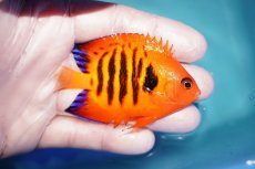 画像2: 【ウィンターセール 10％OFF対象商品】 【海水魚・ヤッコ】【通販】人工飼料OK♪フレームエンゼル（MLサイズ）(個体販売）（±7.5cm） No.3（生体）(海水魚) (2)