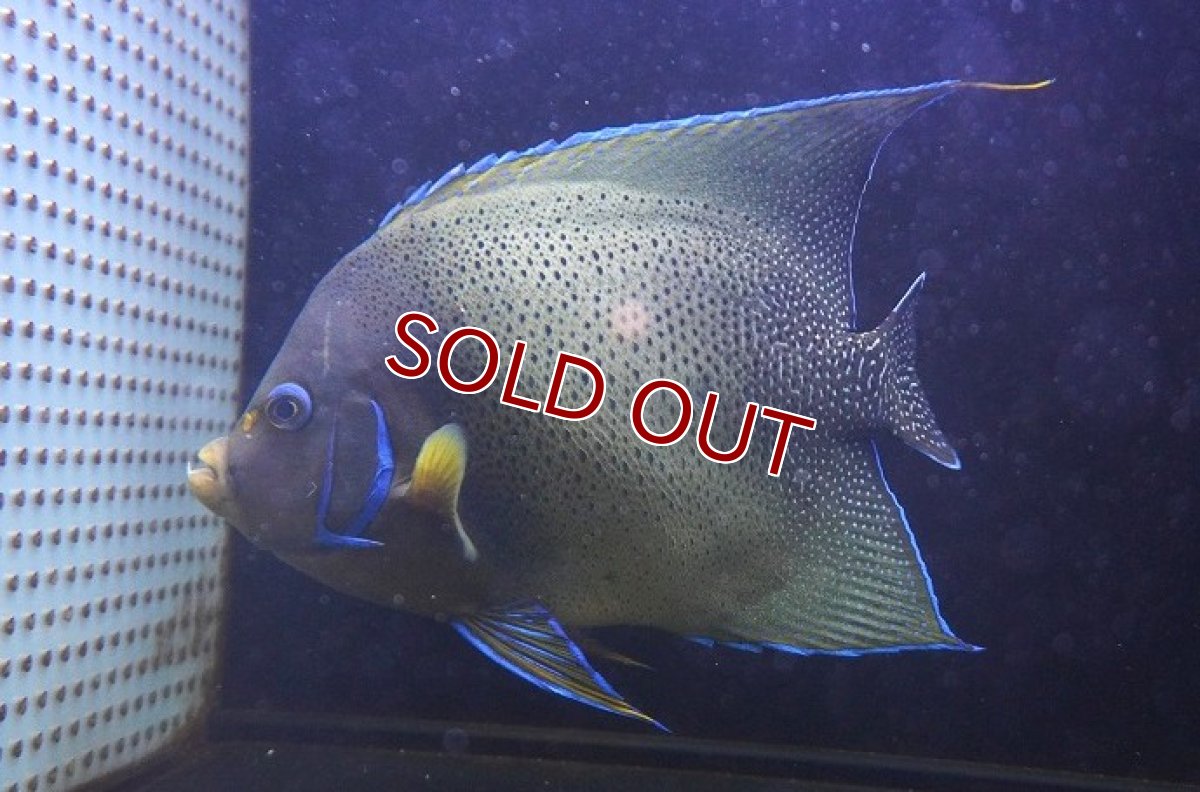 画像1: 【決算月限定超特価！2/28発送まで限定＆クーポン使用不可】【海水魚・ヤッコ】【通販】ド迫力サイズ！人工飼料OK♪サザナミヤッコ（XXLサイズ/インド洋産）(個体販売）（±29cm） （生体）(海水魚) (1)