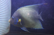 画像1: 【ウィンターセール 10％OFF対象商品】 【海水魚・ヤッコ】【通販】ド迫力サイズ！人工飼料OK♪サザナミヤッコ（XXLサイズ/インド洋産）(個体販売）（±29cm） （生体）(海水魚) (1)