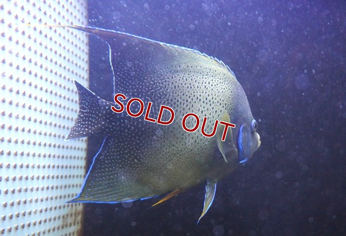 画像2: 【決算月限定超特価！2/28発送まで限定＆クーポン使用不可】【海水魚・ヤッコ】【通販】ド迫力サイズ！人工飼料OK♪サザナミヤッコ（XXLサイズ/インド洋産）(個体販売）（±29cm） （生体）(海水魚) (2)