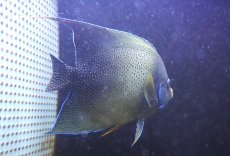 画像2: 【ウィンターセール 10％OFF対象商品】 【海水魚・ヤッコ】【通販】ド迫力サイズ！人工飼料OK♪サザナミヤッコ（XXLサイズ/インド洋産）(個体販売）（±29cm） （生体）(海水魚) (2)