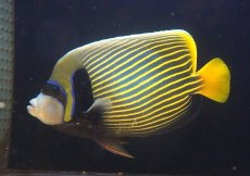 画像1: 【ウィンターセール 10％OFF対象商品】 【海水魚・ヤッコ】【通販】人工飼料OK♪タテジマキンチャクダイ（XLサイズ/インド洋産）(個体販売）（±23cm） No.1（生体）(海水魚) (1)