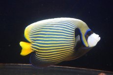 画像2: 【ウィンターセール 10％OFF対象商品】 【海水魚・ヤッコ】【通販】人工飼料OK♪タテジマキンチャクダイ（XLサイズ/インド洋産）(個体販売）（±23cm） No.1（生体）(海水魚) (2)