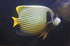 画像2: 【ウィンターセール 10％OFF対象商品】 【海水魚・ヤッコ】【通販】人工飼料OK♪タテジマキンチャクダイ（XLサイズ/インド洋産）(個体販売）（±22cm） No.2（生体）(海水魚) (2)