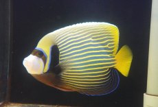 画像1: 【ウィンターセール 10％OFF対象商品】 【海水魚・ヤッコ】【通販】人工飼料OK♪タテジマキンチャクダイ（XLサイズ/インド洋産）(個体販売）（±20cm） No.3（生体）(海水魚) (1)