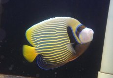 画像2: 【ウィンターセール 10％OFF対象商品】 【海水魚・ヤッコ】【通販】人工飼料OK♪タテジマキンチャクダイ（XLサイズ/インド洋産）(個体販売）（±20cm） No.3（生体）(海水魚) (2)