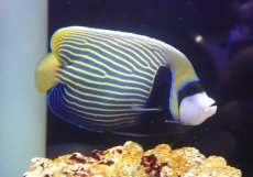 画像2: 【ウィンターセール 10％OFF対象商品】 【海水魚・ヤッコ】【通販】人工飼料OK♪タテジマキンチャクダイ（Lサイズ/インド洋産）(個体販売）（±18cm） No.4（生体）(海水魚) (2)