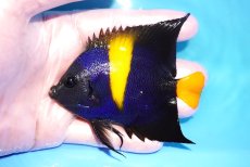 画像1: 【ウィンターセール 10％OFF対象商品】 【海水魚・ヤッコ】【通販】人工飼料OK♪アズファー（Mサイズ/紅海産）(個体販売）（±8.5cm） No.1（生体）(海水魚) (1)