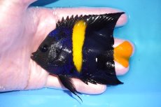 画像1: 【ウィンターセール 10％OFF対象商品】 【海水魚・ヤッコ】【通販】人工飼料OK♪アズファー（Mサイズ/紅海産）(個体販売）（±9.5cm） No.2（生体）(海水魚) (1)