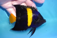 画像2: 【ウィンターセール 10％OFF対象商品】 【海水魚・ヤッコ】【通販】人工飼料OK♪アズファー（Mサイズ/紅海産）(個体販売）（±9.5cm） No.2（生体）(海水魚) (2)