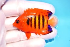 画像1: 【ウィンターセール 10％OFF対象商品】 【海水魚・ヤッコ】【通販】【マーシャル島産】フレームエンゼル（SMサイズ）(個体販売）（±5.5cm） No.1（生体）(海水魚) (1)