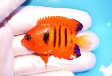 画像1: 【ウィンターセール 10％OFF対象商品】 【海水魚・ヤッコ】【通販】【マーシャル島産】フレームエンゼル（SMサイズ）(個体販売）（±5.5cm） No.2（生体）(海水魚) (1)