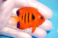 画像2: 【ウィンターセール 10％OFF対象商品】 【海水魚・ヤッコ】【通販】【マーシャル島産】フレームエンゼル（SMサイズ）(個体販売）（±5.5cm） No.2（生体）(海水魚) (2)