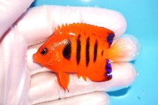 画像1: 【ウィンターセール 10％OFF対象商品】 【海水魚・ヤッコ】【通販】【マーシャル島産】フレームエンゼル（SMサイズ）(個体販売）（±5.5cm） No.3（生体）(海水魚) (1)