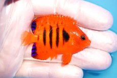 画像2: 【ウィンターセール 10％OFF対象商品】 【海水魚・ヤッコ】【通販】【マーシャル島産】フレームエンゼル（SMサイズ）(個体販売）（±5.5cm） No.3（生体）(海水魚) (2)