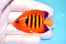 画像1: 【ウィンターセール 10％OFF対象商品】 【海水魚・ヤッコ】【通販】【マーシャル島産】フレームエンゼル（SMサイズ）(個体販売）（±5.5cm） No.4（生体）(海水魚) (1)