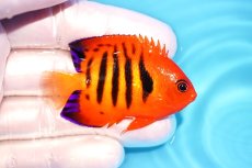 画像2: 【ウィンターセール 10％OFF対象商品】 【海水魚・ヤッコ】【通販】【マーシャル島産】フレームエンゼル（SMサイズ）(個体販売）（±5.5cm） No.4（生体）(海水魚) (2)