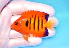 画像1: 【ウィンターセール 10％OFF対象商品】 【海水魚・ヤッコ】【通販】【マーシャル島産】フレームエンゼル（SMサイズ）(個体販売）（±6cm） No.5（生体）(海水魚) (1)