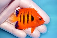 画像2: 【ウィンターセール 10％OFF対象商品】 【海水魚・ヤッコ】【通販】【マーシャル島産】フレームエンゼル（SMサイズ）(個体販売）（±6cm） No.5（生体）(海水魚) (2)