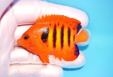 画像1: 【ウィンターセール 10％OFF対象商品】 【海水魚・ヤッコ】【通販】【マーシャル島産】フレームエンゼル（Mサイズ）(個体販売）（±6.5cm） No.6（生体）(海水魚) (1)