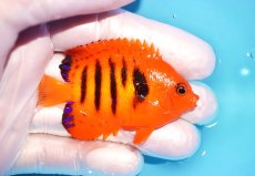 画像2: 【ウィンターセール 10％OFF対象商品】 【海水魚・ヤッコ】【通販】【マーシャル島産】フレームエンゼル（Mサイズ）(個体販売）（±6.5cm） No.6（生体）(海水魚) (2)