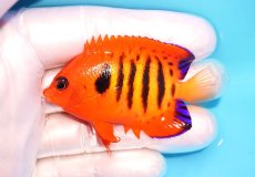 画像1: 【ウィンターセール 10％OFF対象商品】 【海水魚・ヤッコ】【通販】【マーシャル島産】フレームエンゼル（Mサイズ）(個体販売）（±6.5cm） No.7（生体）(海水魚) (1)
