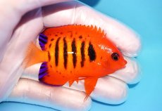 画像2: 【ウィンターセール 10％OFF対象商品】 【海水魚・ヤッコ】【通販】【マーシャル島産】フレームエンゼル（Mサイズ）(個体販売）（±6.5cm） No.7（生体）(海水魚) (2)