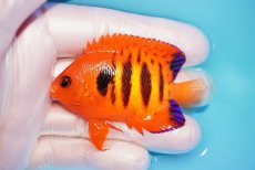 画像1: 【ウィンターセール 10％OFF対象商品】 【海水魚・ヤッコ】【通販】【マーシャル島産】フレームエンゼル（Mサイズ）(個体販売）（±6.5cm） No.8（生体）(海水魚) (1)