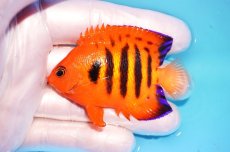 画像1: 【ウィンターセール 10％OFF対象商品】 【海水魚・ヤッコ】【通販】【マーシャル島産】フレームエンゼル（Mサイズ）(個体販売）（±6.5cm） No.9（生体）(海水魚) (1)