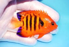 画像2: 【ウィンターセール 10％OFF対象商品】 【海水魚・ヤッコ】【通販】【マーシャル島産】フレームエンゼル（Mサイズ）(個体販売）（±6.5cm） No.9（生体）(海水魚) (2)