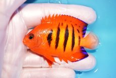 画像1: 【ウィンターセール 10％OFF対象商品】 【海水魚・ヤッコ】【通販】【マーシャル島産】フレームエンゼル（MLサイズ）(個体販売）（±7cm） No.10（生体）(海水魚) (1)