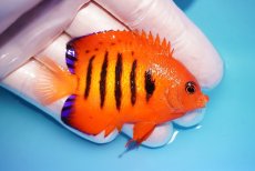 画像2: 【ウィンターセール 10％OFF対象商品】 【海水魚・ヤッコ】【通販】【マーシャル島産】フレームエンゼル（MLサイズ）(個体販売）（±7cm） No.10（生体）(海水魚) (2)