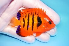 画像2: 【ウィンターセール 10％OFF対象商品】 【海水魚・ヤッコ】【通販】【マーシャル島産】フレームエンゼル（MLサイズ）(個体販売）（±7cm） No.11（生体）(海水魚) (2)