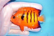 画像1: 【ウィンターセール 10％OFF対象商品】 【海水魚・ヤッコ】【通販】【マーシャル島産】フレームエンゼル（MLサイズ）(個体販売）（±8cm） No.12（生体）(海水魚) (1)