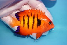 画像2: 【ウィンターセール 10％OFF対象商品】 【海水魚・ヤッコ】【通販】【マーシャル島産】フレームエンゼル（MLサイズ）(個体販売）（±8cm） No.12（生体）(海水魚) (2)